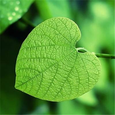 im电竞手机app下载